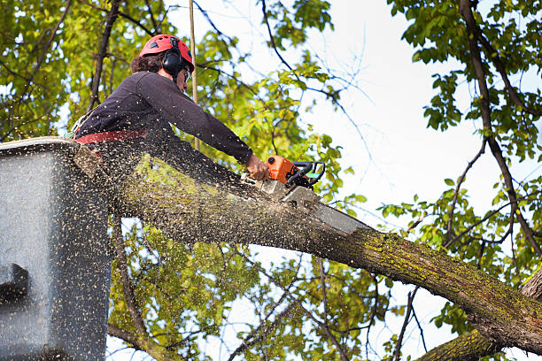 Best Tree and Shrub Care  in Wellsburg, WV